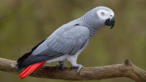 Congo African Grey Parrot perched on a branch showing grey plumage and bright red tail