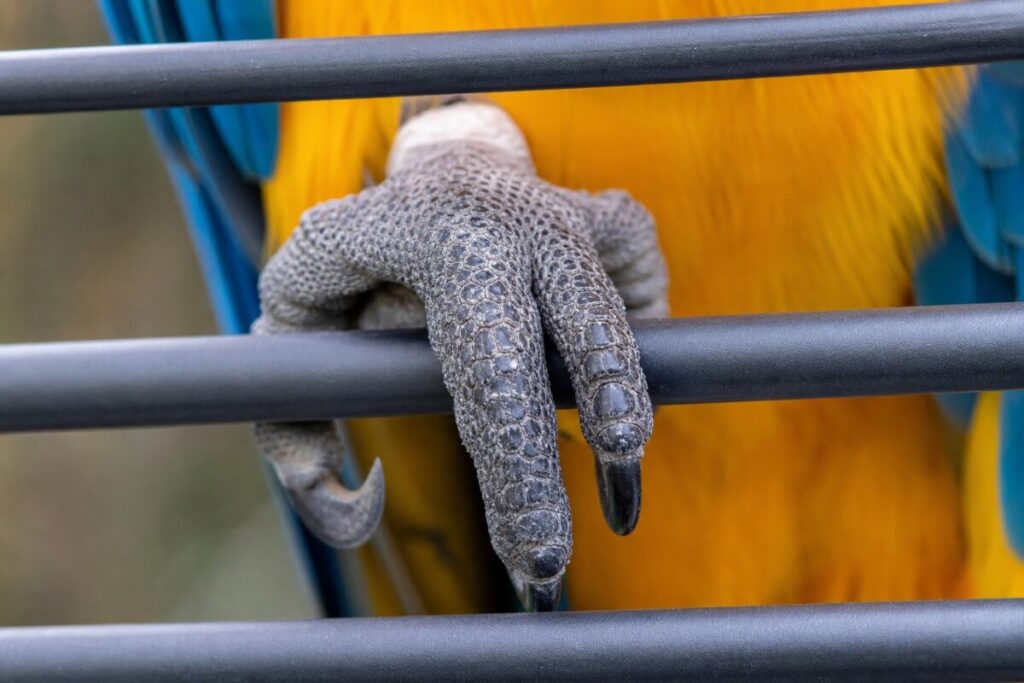 Close up of a blue and gold macaw foot gripping a heavy gauge horizontal cage bar