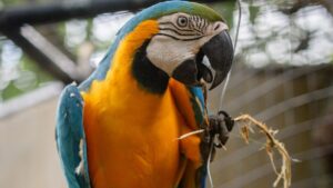 Blue and Gold Macaw perched on a wooden stand chewing a twig
