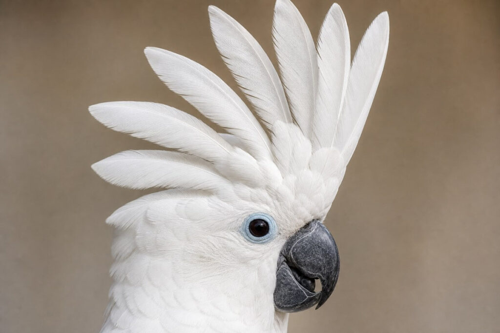Cockatoo with crest raised in display showing individual crest feathers