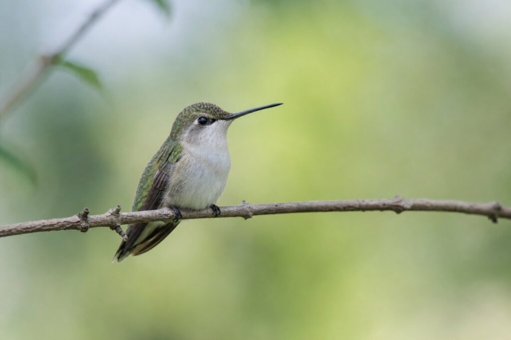 Female ruby-throated hummingbird perched on a thin twig in soft morning light