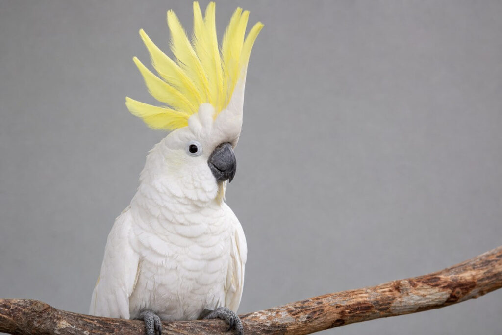 Sulphur-crested cockatoo with its crest fully raised, showing alert but relaxed body language