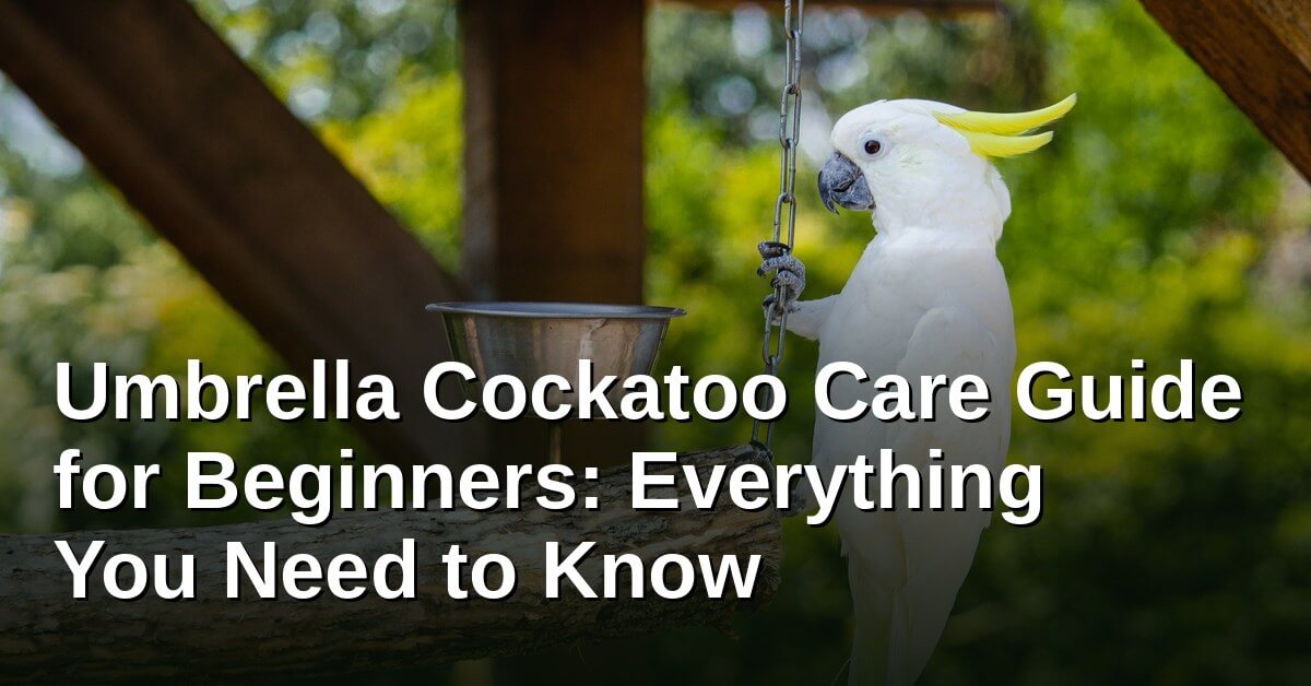 Umbrella Cockatoo perched on a branch with food bowl — complete care guide for beginners