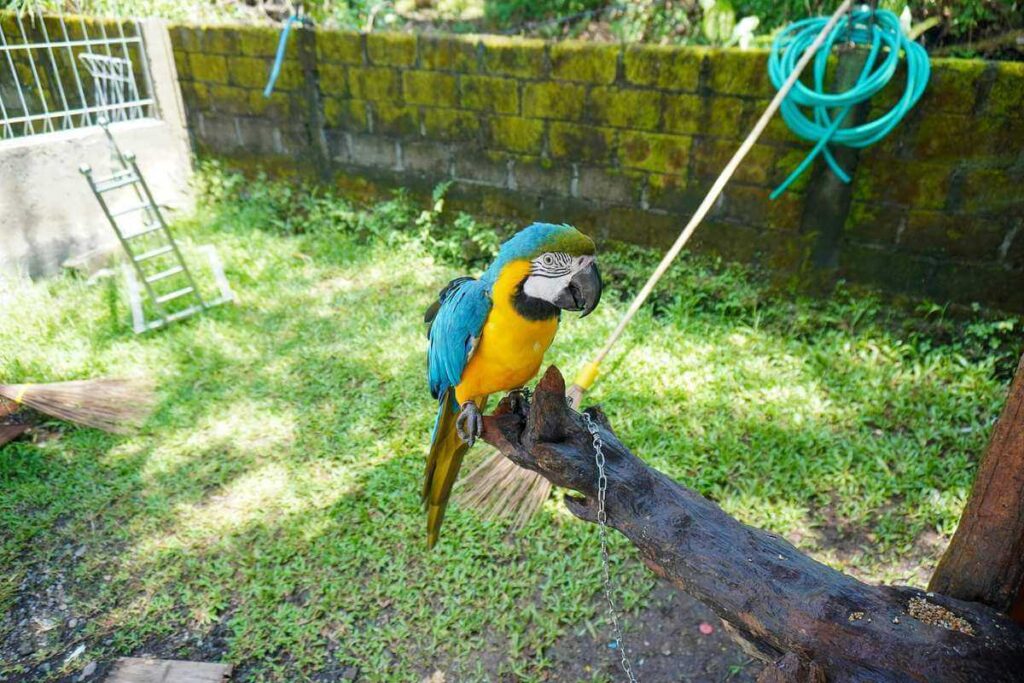 Blue and Gold Macaw perched on a natural wood branch stand outdoors