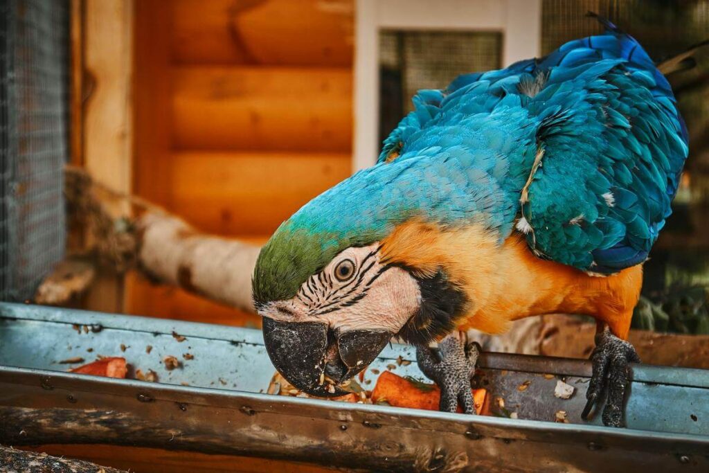 Blue and Gold Macaw feeding from a tray of chopped vegetables and seed