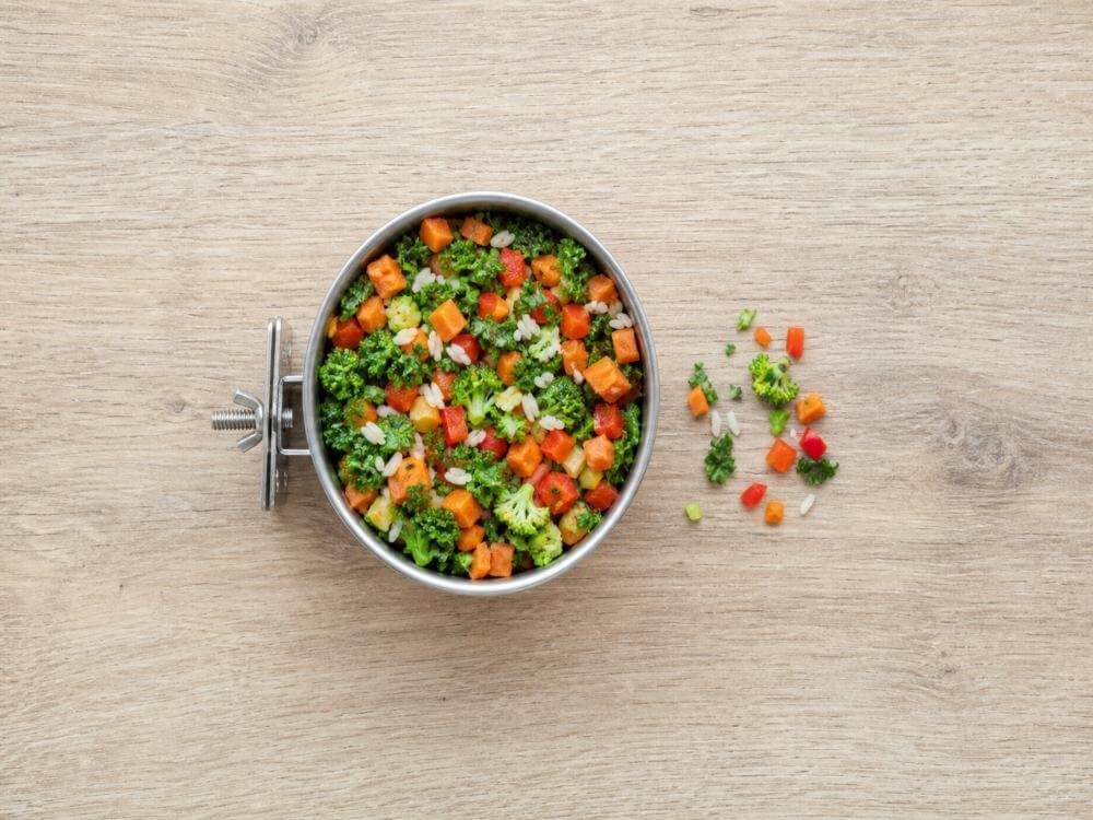 Parrot feeding cup filled with chopped kale, broccoli, sweet potato and red pepper