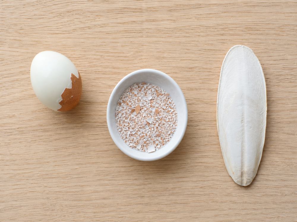 Crushed cooked eggshell in a small dish beside a boiled egg and a cuttlebone