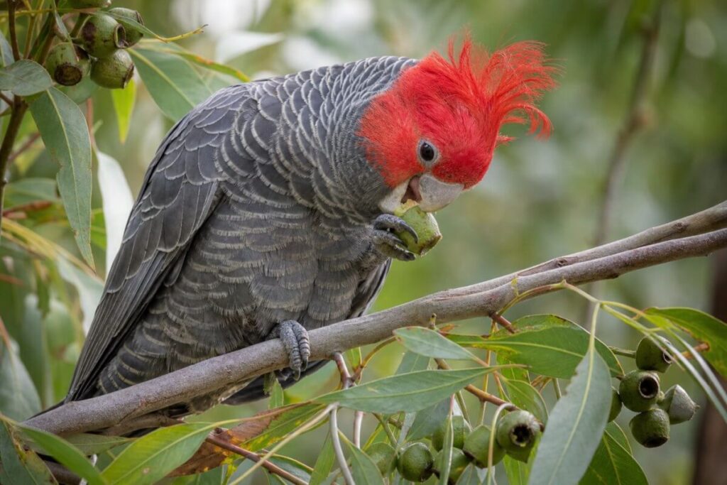 Gang-gang cockatoo holding a green eucalypt gum nut in one foot while feeding high in the canopy