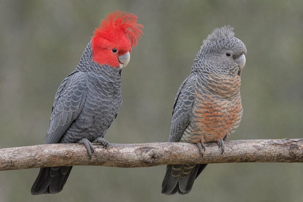 Male gang-gang cockatoo with a red head beside a female with an entirely gray head and yellow-orange barred feathers