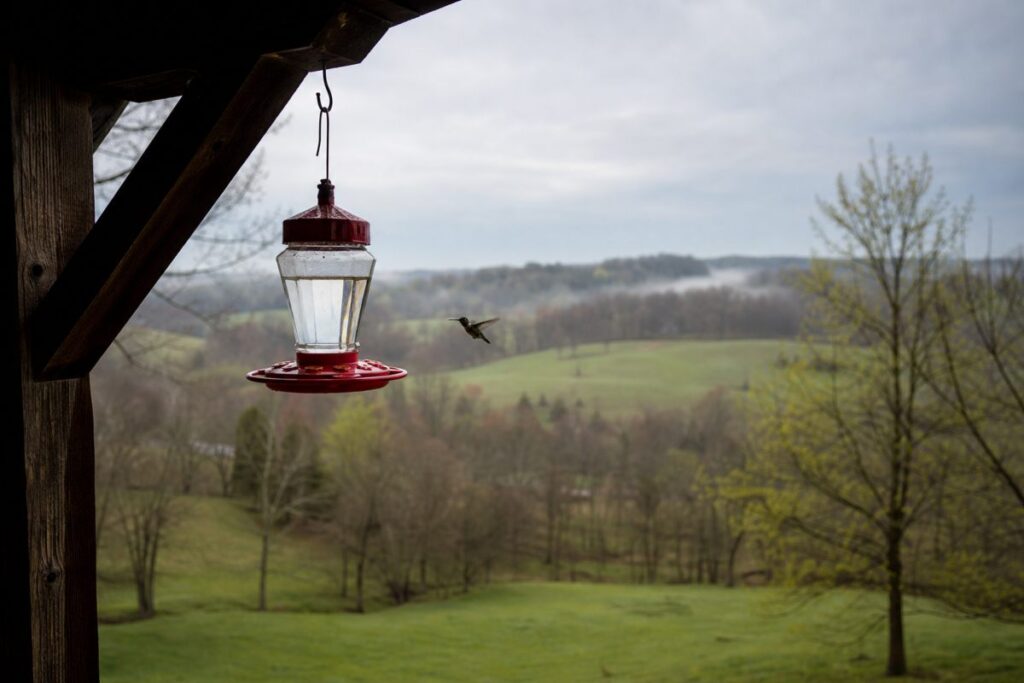 Hummingbird approaching a porch feeder in an early spring rural landscape