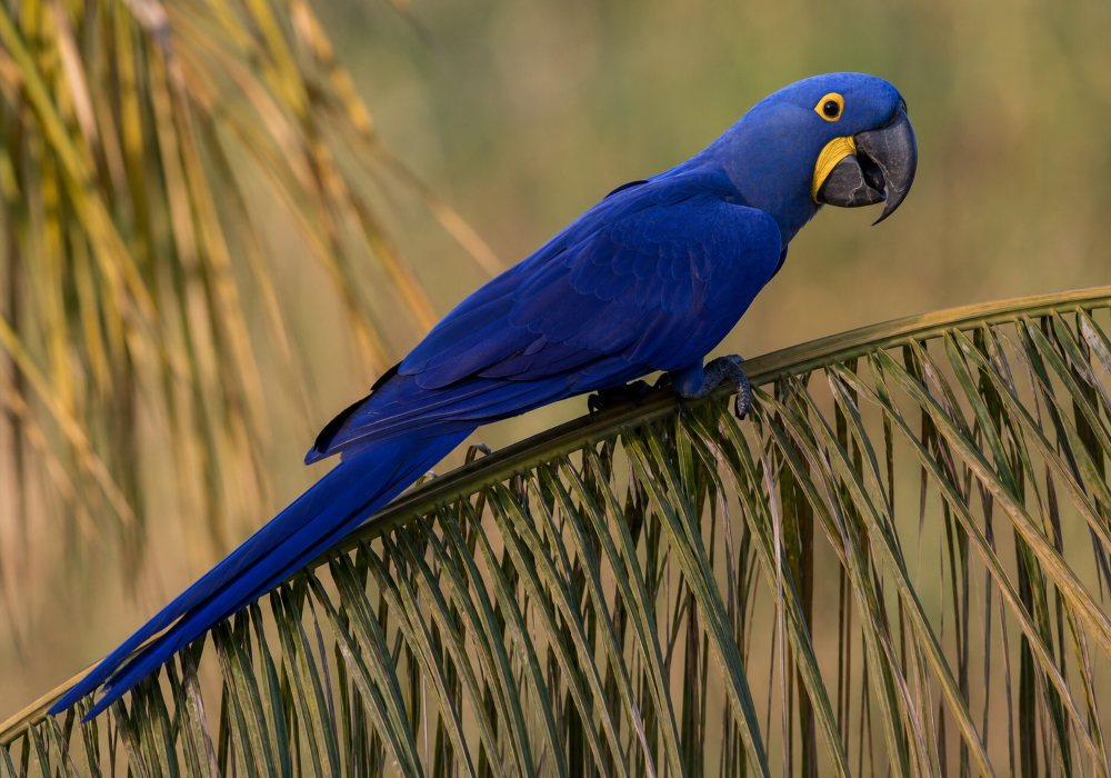 Hyacinth macaw, the largest macaw species and the largest flying parrot in the world, listed as Vulnerable