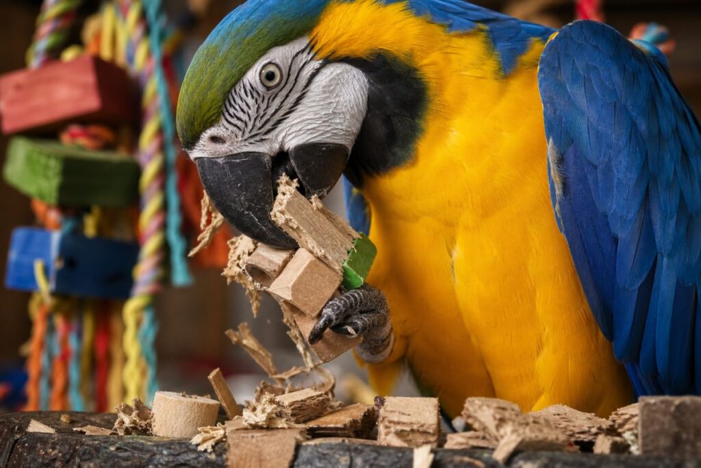 Blue and gold macaw shredding a wooden foraging toy with splintered wood below