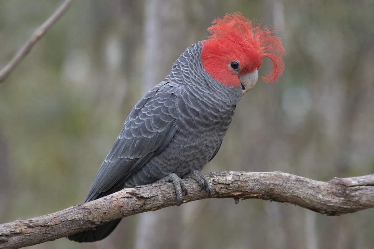 Adult male gang-gang cockatoo with a scarlet red head and wispy forward-curling crest perched on a eucalypt branch