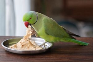 Rose-ringed parakeet biting a torn piece of plain roti held in one foot