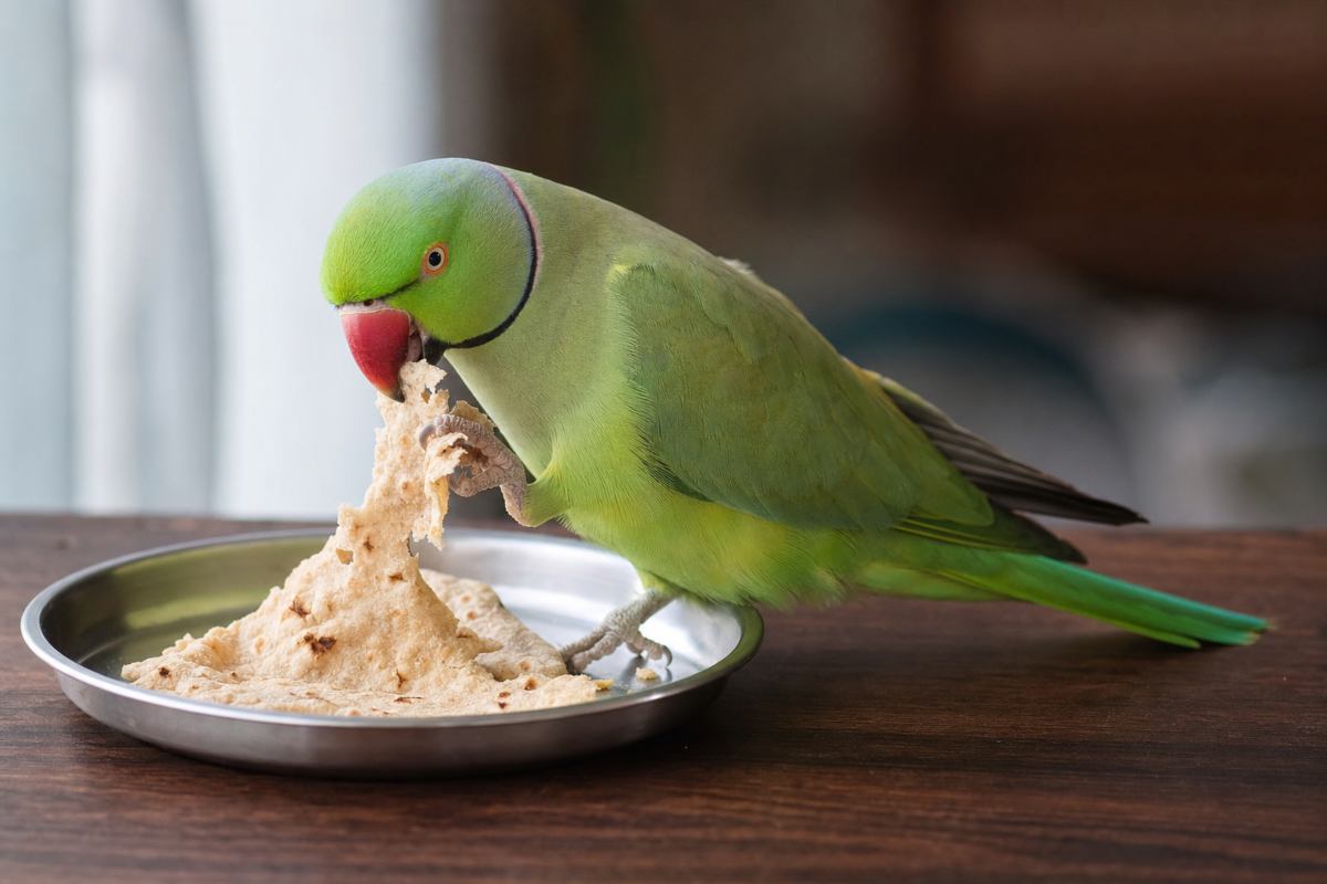 Rose-ringed parakeet biting a torn piece of plain roti held in one foot