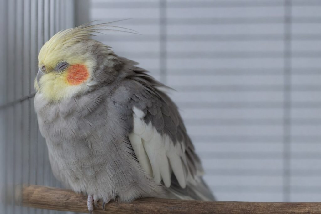 Cockatiel sitting fluffed up and hunched on a perch with eyes half closed, a common sign of illness in birds