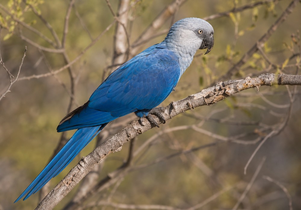 Spix's macaw, a small blue parrot with a pale gray head, listed as extinct in the wild since 2019