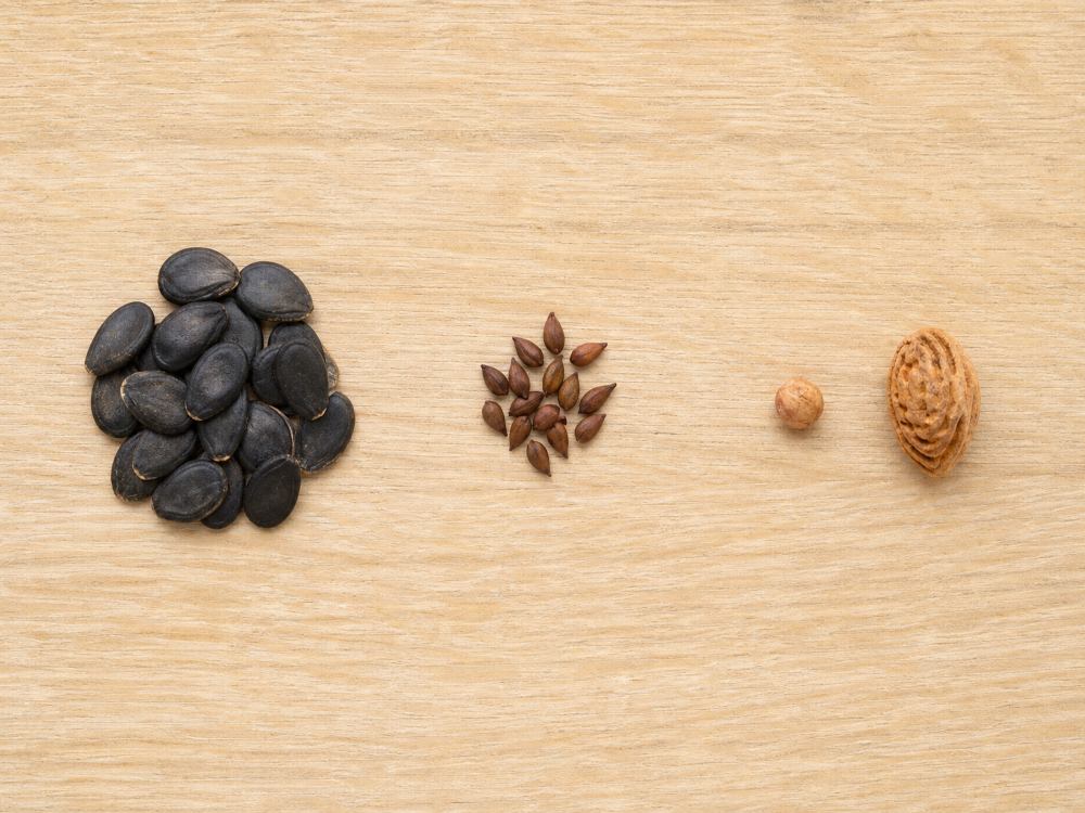 Watermelon seeds beside apple seeds and a cherry pit for comparison